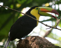 Keel-billed toucan