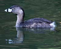 Pied-billed grebe