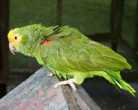 Yellow-headed amazon