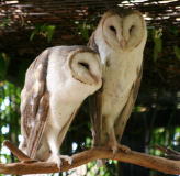 Barn owl