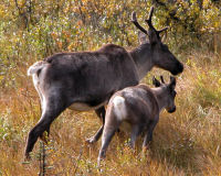 Caribou