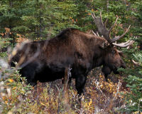 Moose
