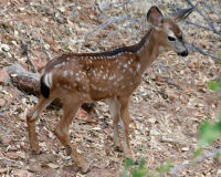Mule deer