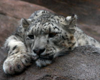 Snow Leopard