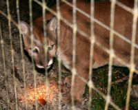Cougar