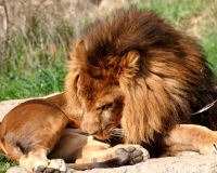 Lion