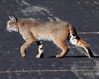 Bobcat