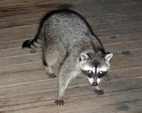 Common raccoon