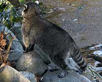 Common raccoon