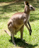 Eastern grey kangaroo