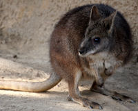 Red-necked Wallaby