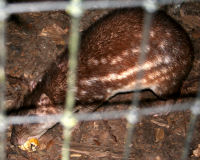 Lowland Paca