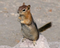Golden-mantled ground squirrel