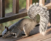 Western gray squirrel