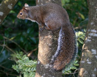 Eastern gray squirrel