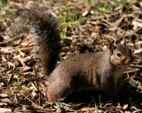 Eastern gray squirrel