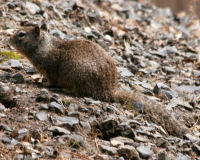 California Ground Squirrel