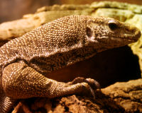 Bengal monitor