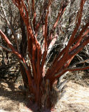 Whiteleaf manzanita 