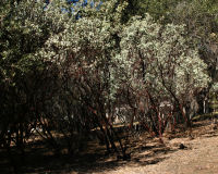 Whiteleaf manzanita 