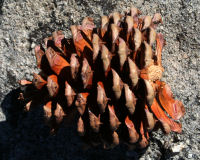 Ponderosa Pine