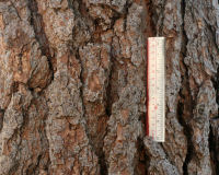 Jeffrey pine