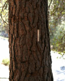 Jeffrey pine