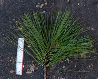 Jeffrey pine