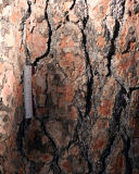 Ponderosa Pine