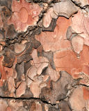 Ponderosa Pine